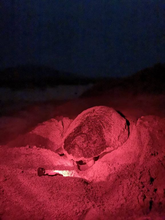 Depois de desovarem, as tartarugas tapam o buraco com areia