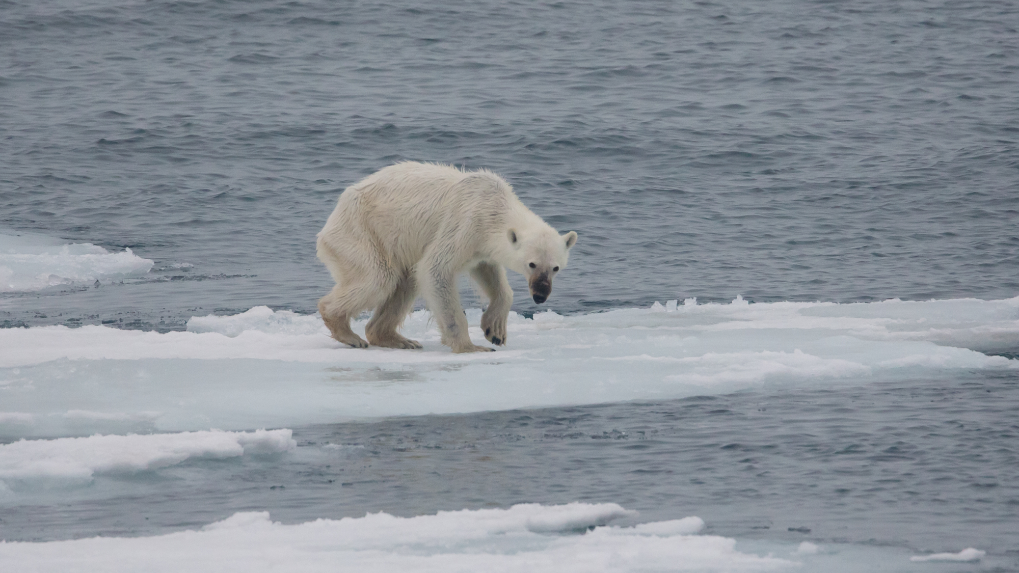 97% da comunidade científica acredita nas alterações climáticas. O que defendem os outros 3%?
