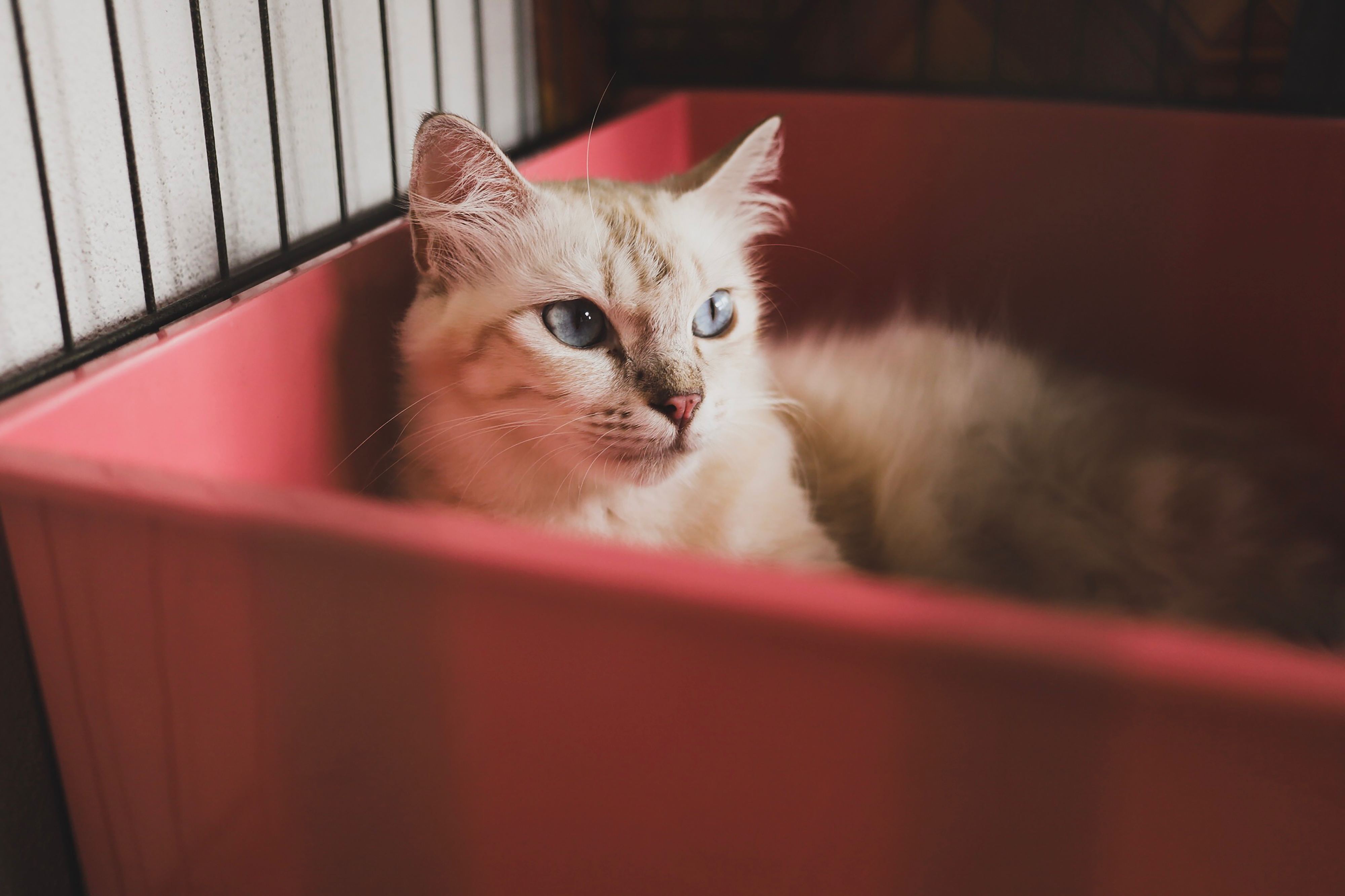 Está explicada a razão que leva os gatos a adorarem caixas de cartão