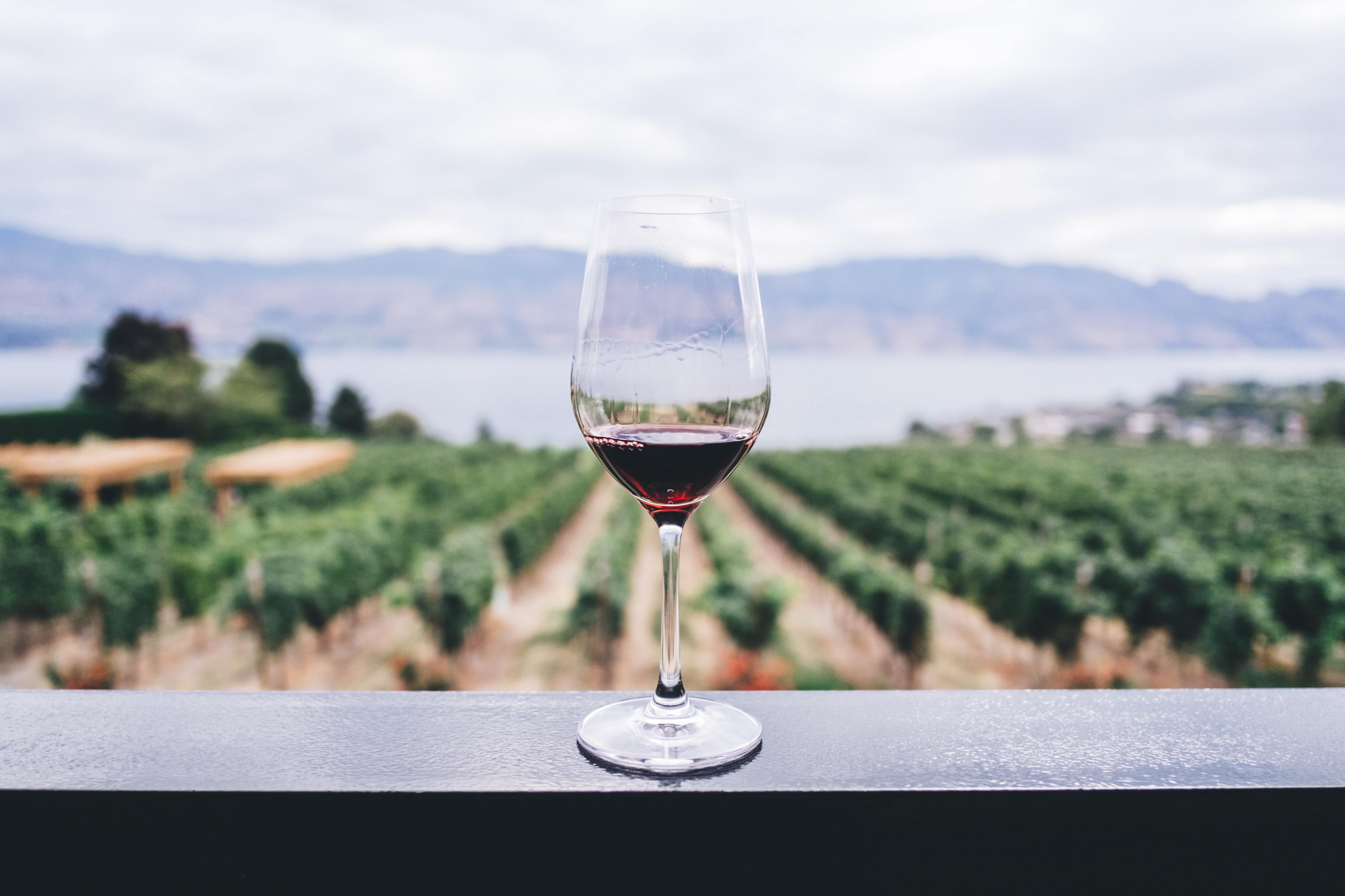 Vinho tinto vegan? Existe, vende-se no LIDL e só custa 3,49€