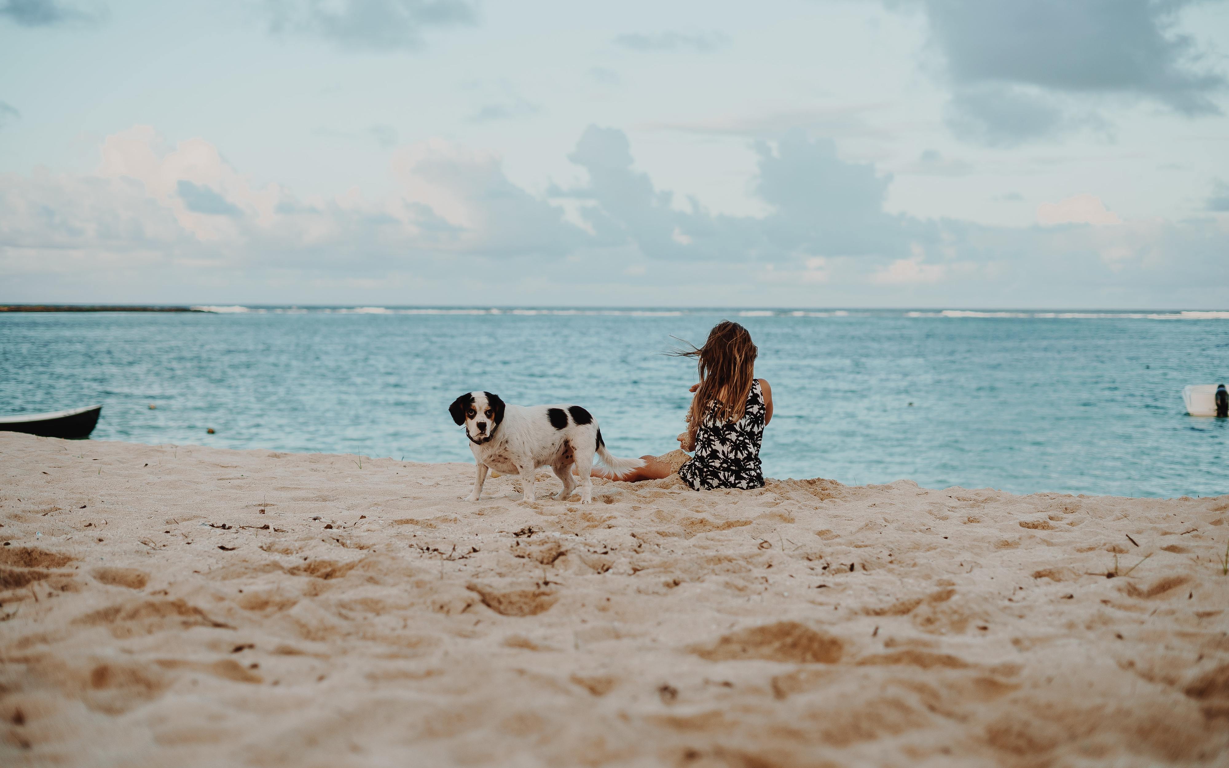 Oeiras passa a ter uma praia “pet friendly” para que possa levar o seu cão. Mas há regras