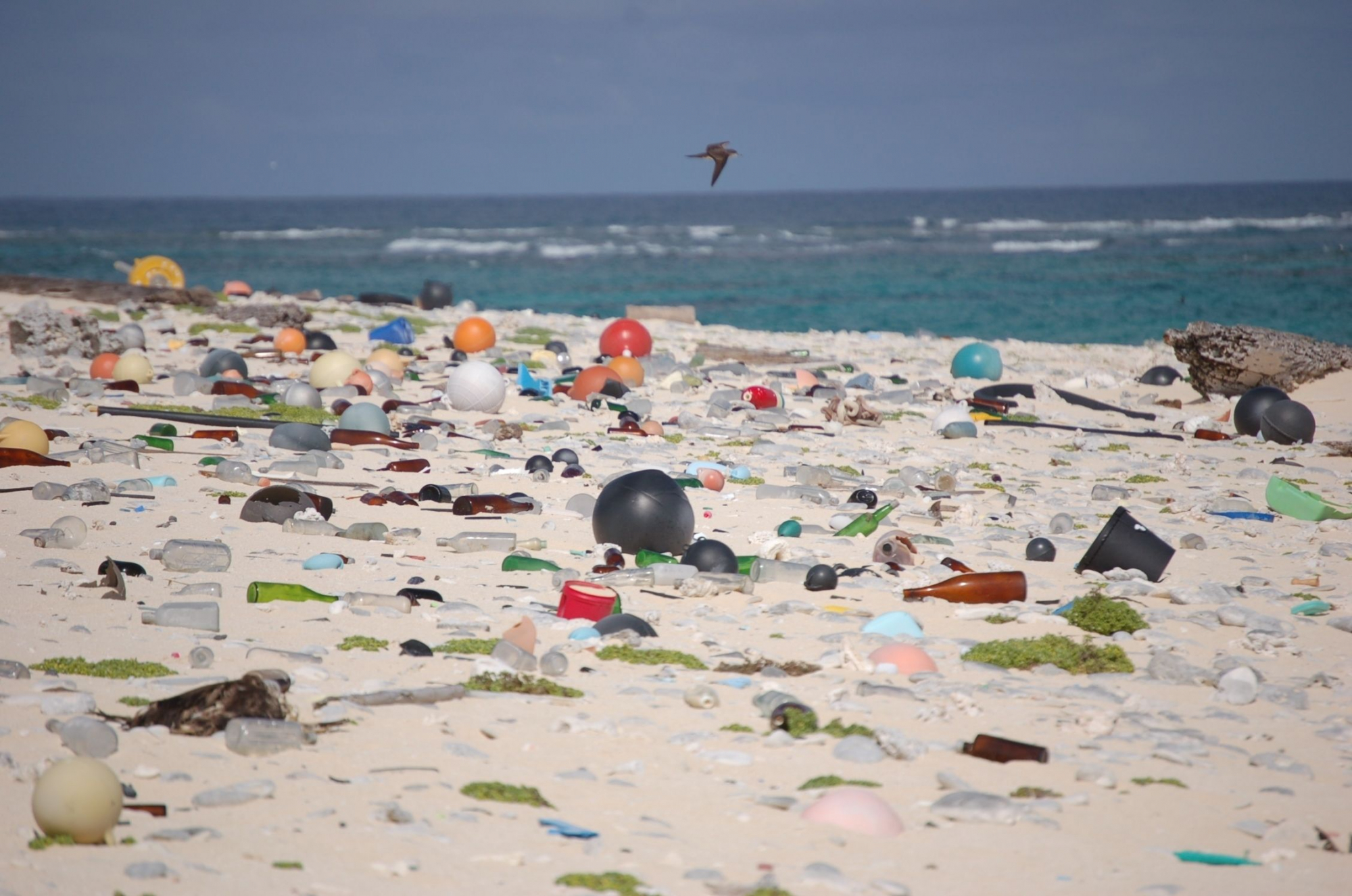 Waste4Coffee. Se apanhar lixo da praia, recebe em troca um café