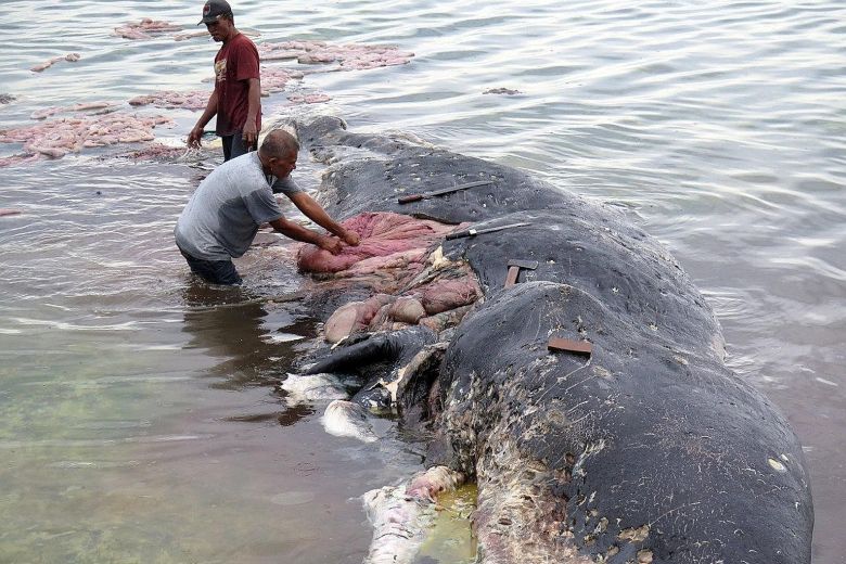 Baleia encontrada morta com mais de mil pedaços de plástico no estômago