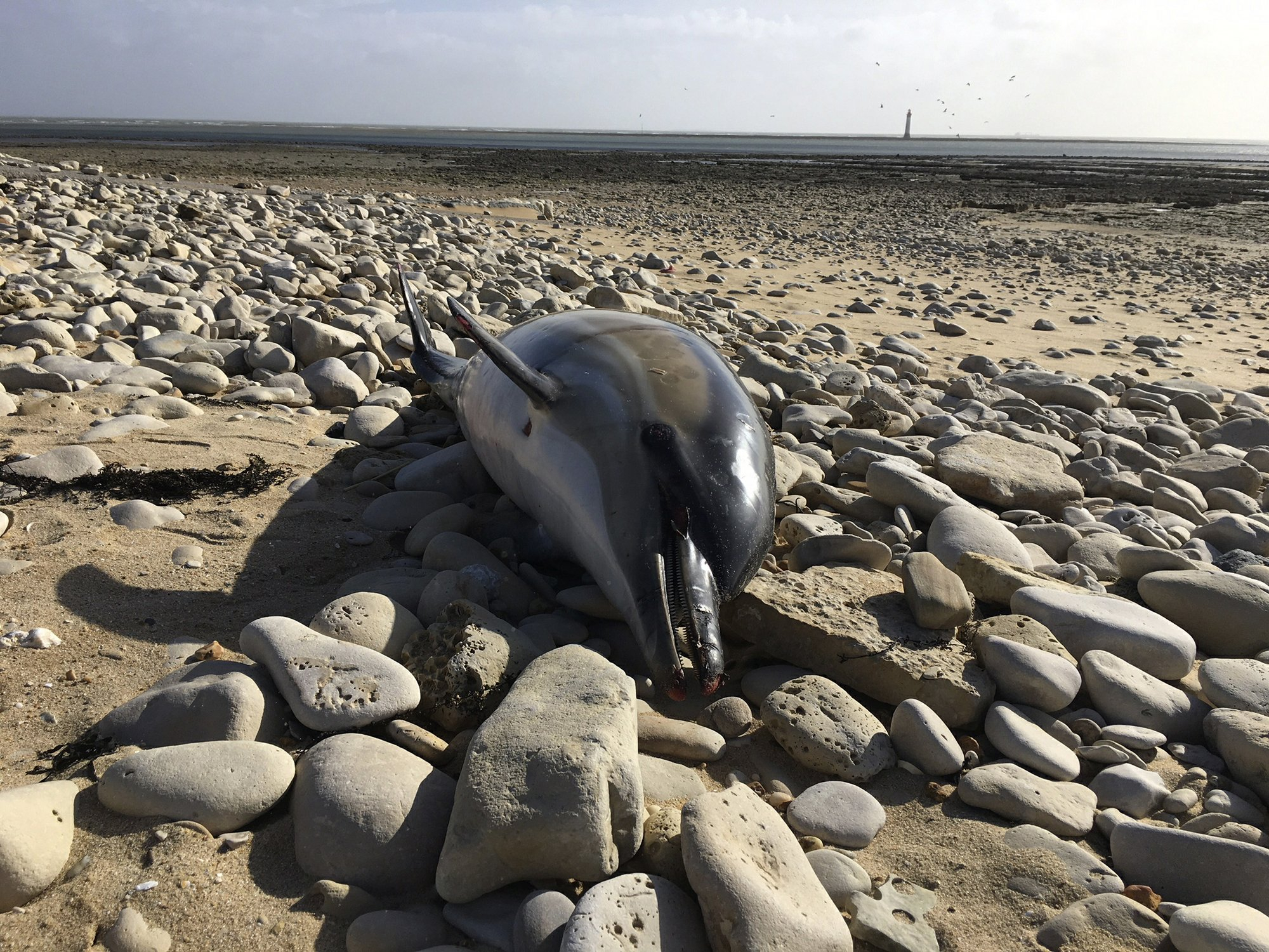 Mais de mil golfinhos com “níveis extremos de mutilação” dão à costa em França
