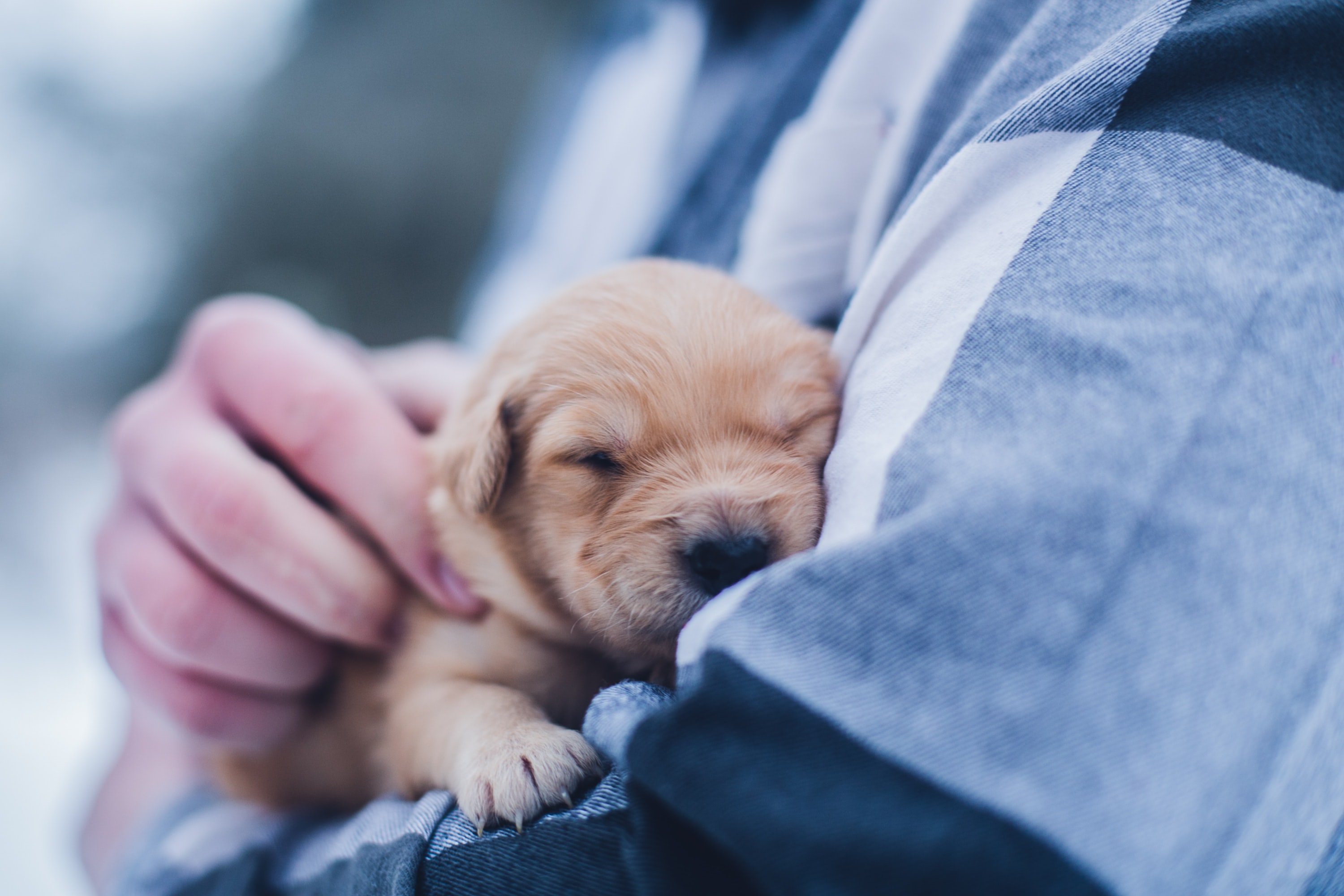 O médico veterinário é o melhor amigo (da saúde) do cão