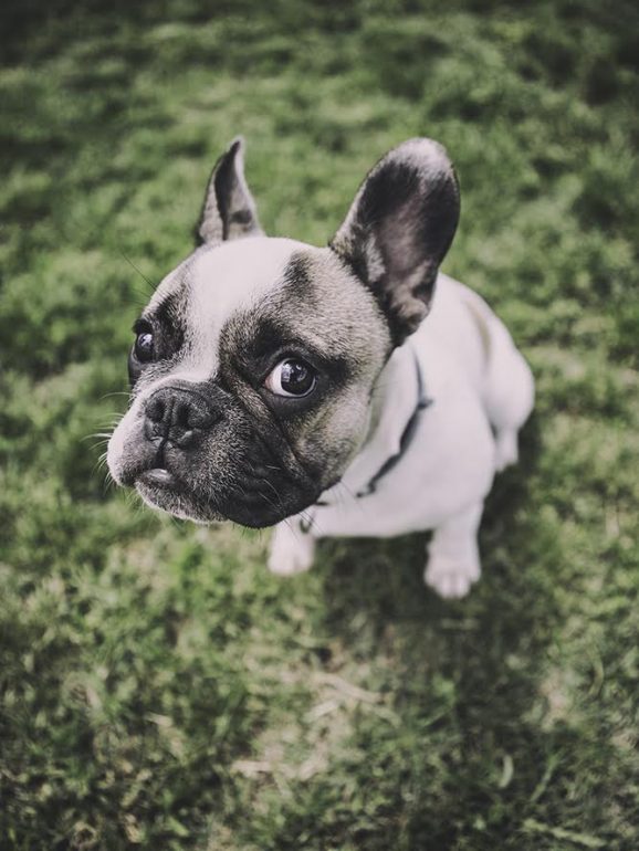 7 Truques para tirar fotos incríveis ao seu cão