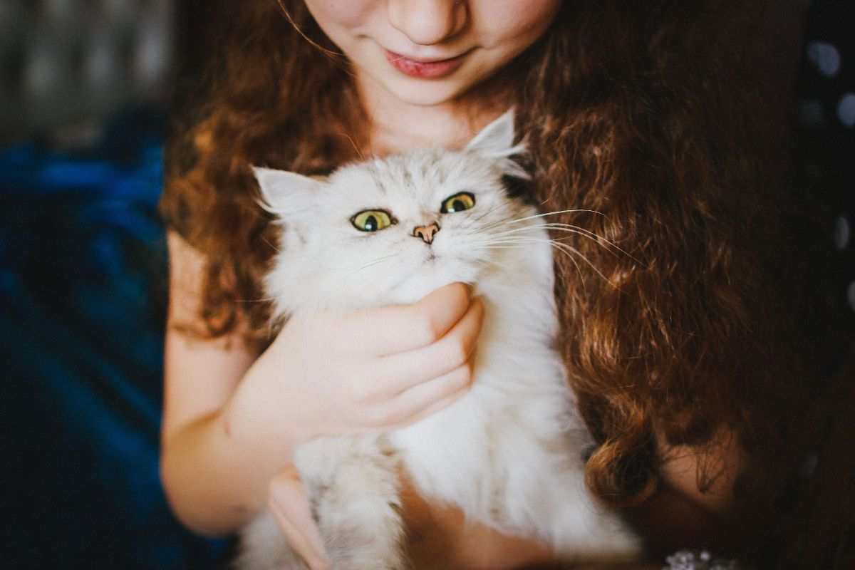 5 razões por que deve adotar um gato (de acordo com a ciência)