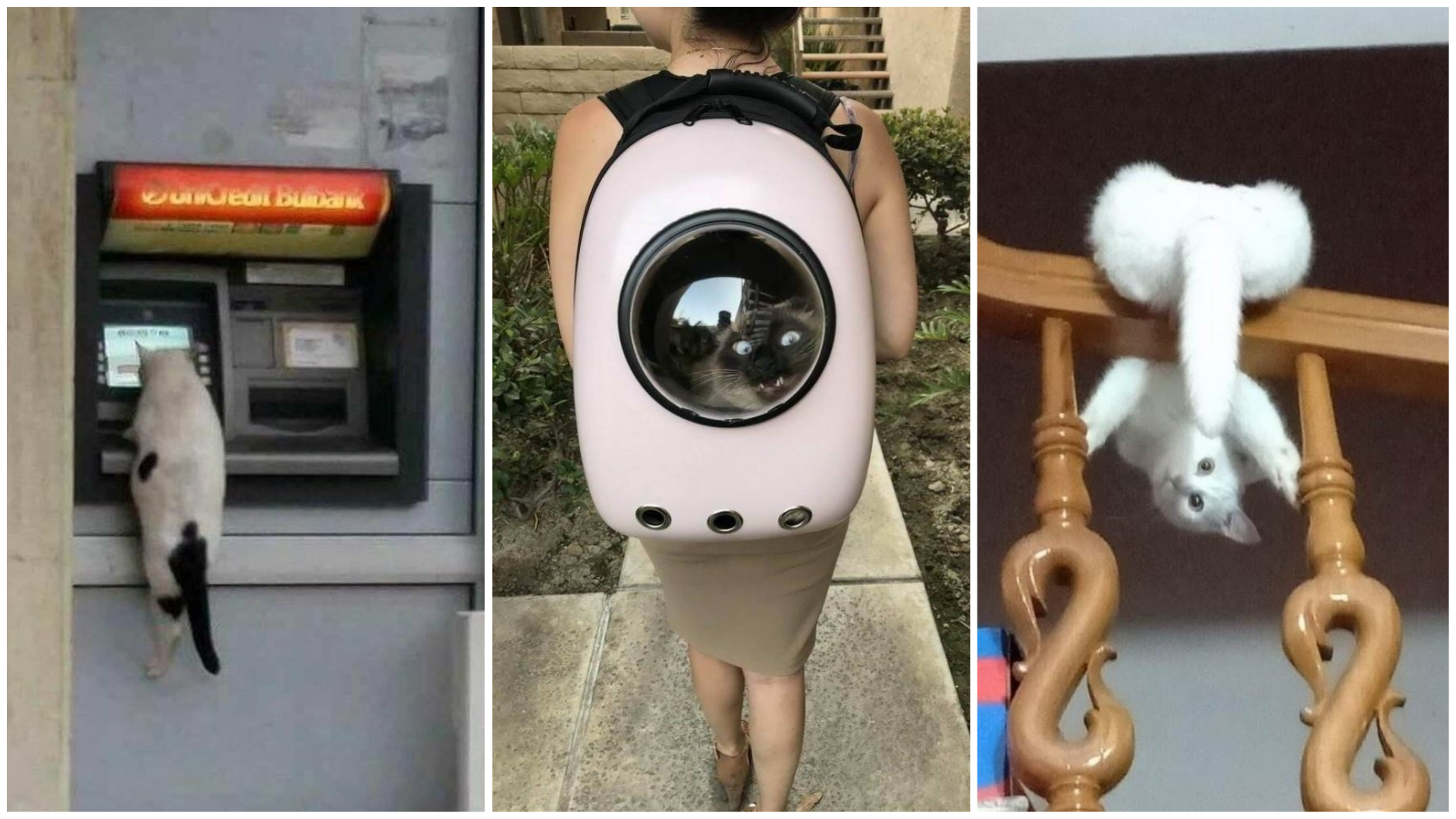 75 fotos que provam como os gatos são (muito) estranhos
