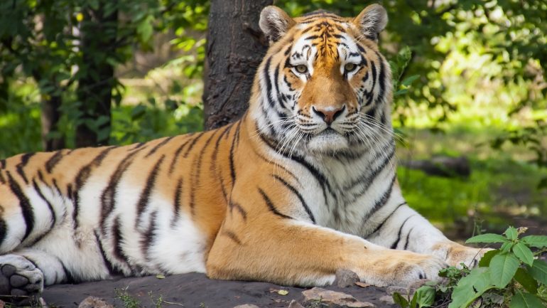 5 histórias de comportamentos estúpidos de homens que levaram à morte de animais em zoos
