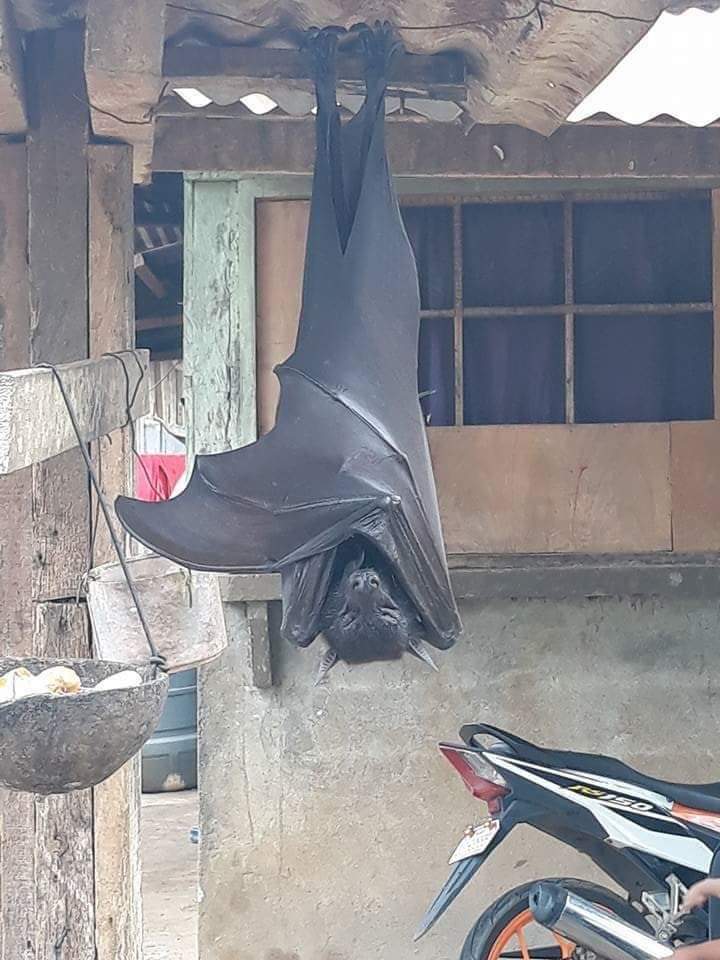 Foto de morcego gigante torna-se viral nas redes sociais. Espécie existe mesmo (e é a maior do mundo)