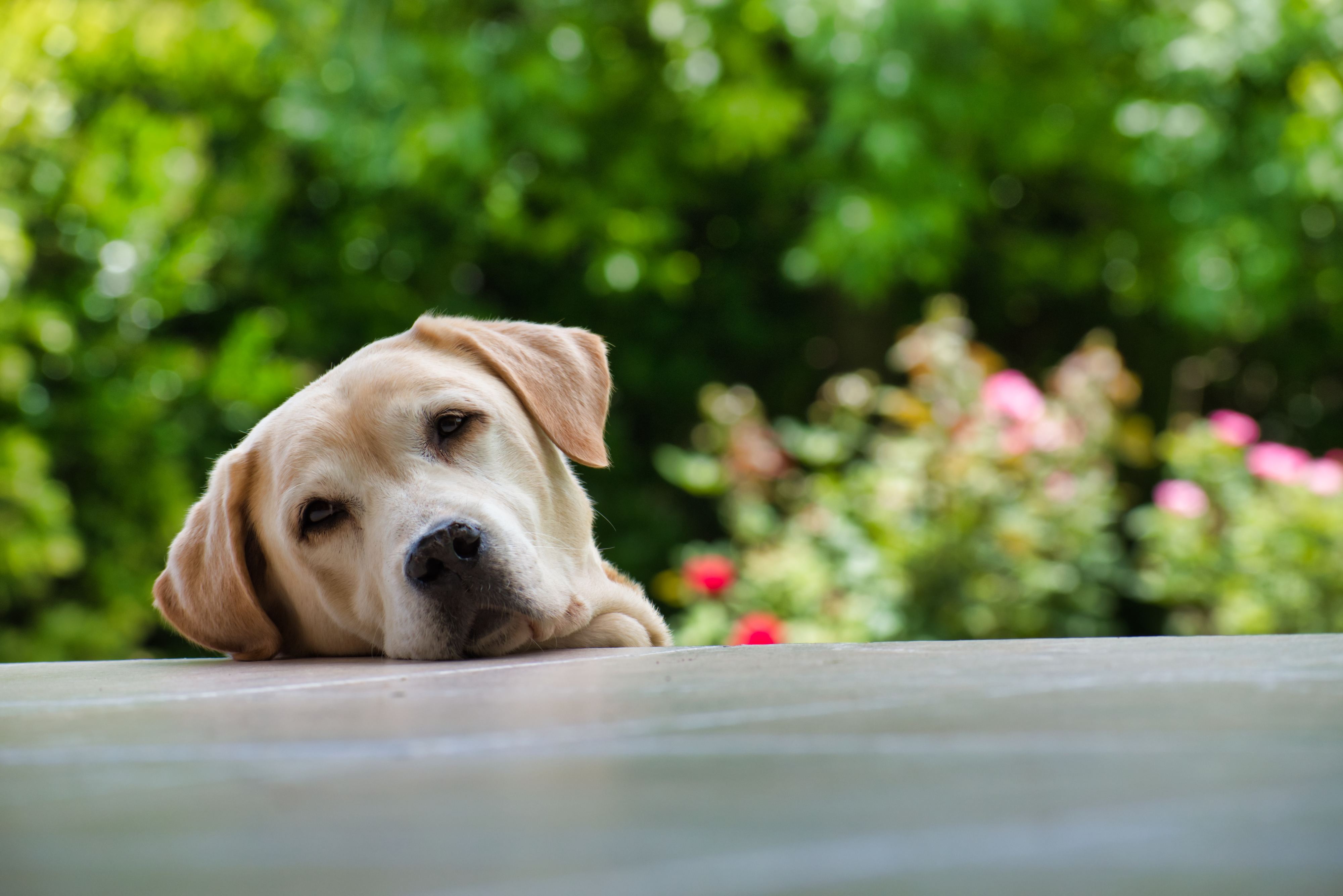 Medicamentos para animais de estimação vão ser dedutíveis no IRS