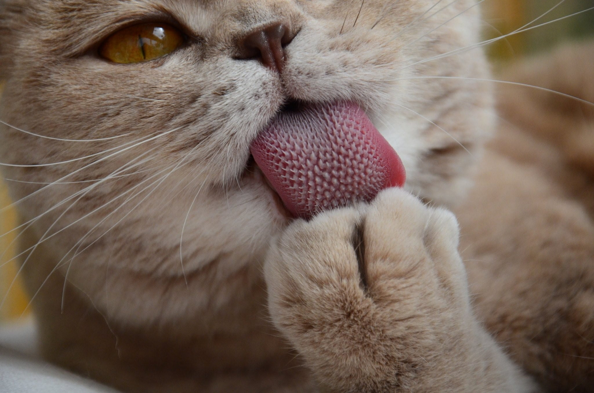 Mas afinal como é que funciona a língua dos gatos?