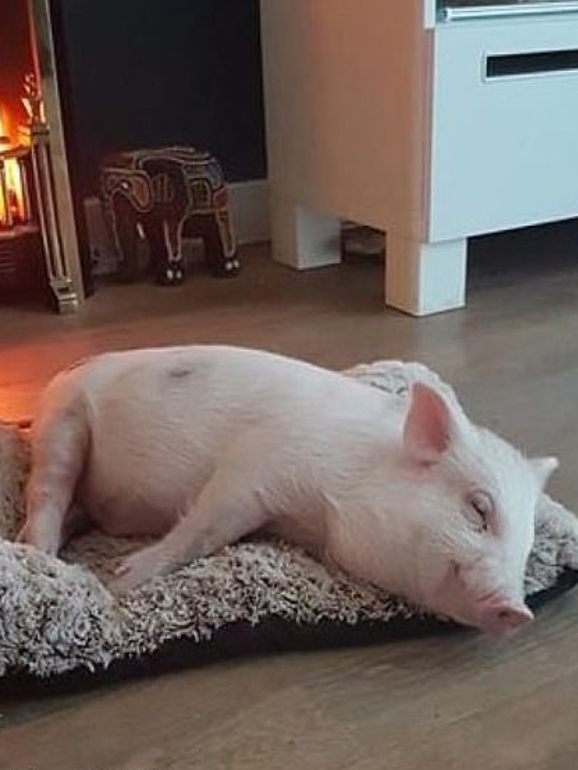 O porco de estimação Arlo, resgatado por Williams