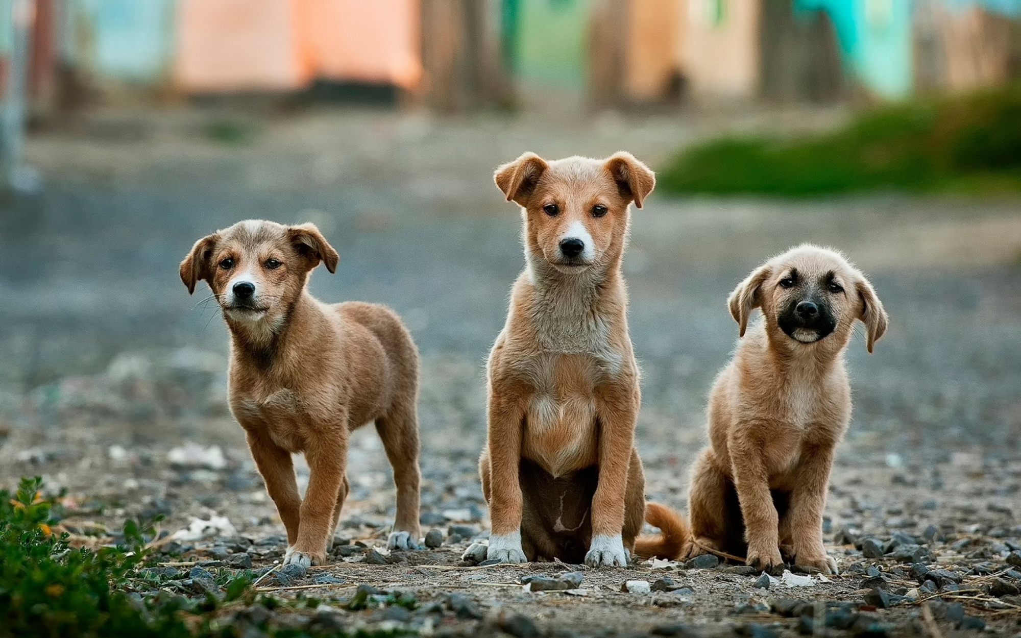 Quer adotar um cão? Há uma ilha paradisíaca cheia de animais à procura de uma família