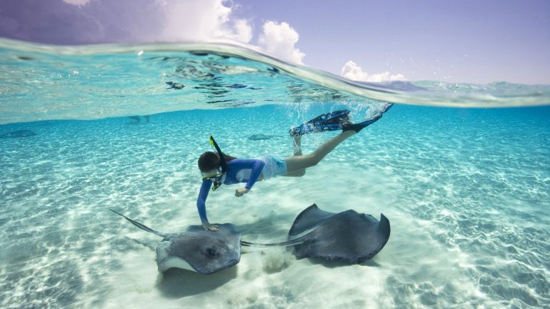 Experiências. 9 sítios onde pode nadar com porcos, tubarões, lontras ou medusas