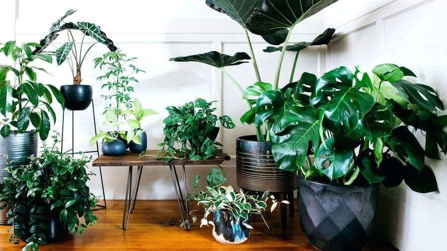 Os cinco melhores sítios para comprar plantas em Lisboa e criar o seu próprio jardim caseiro