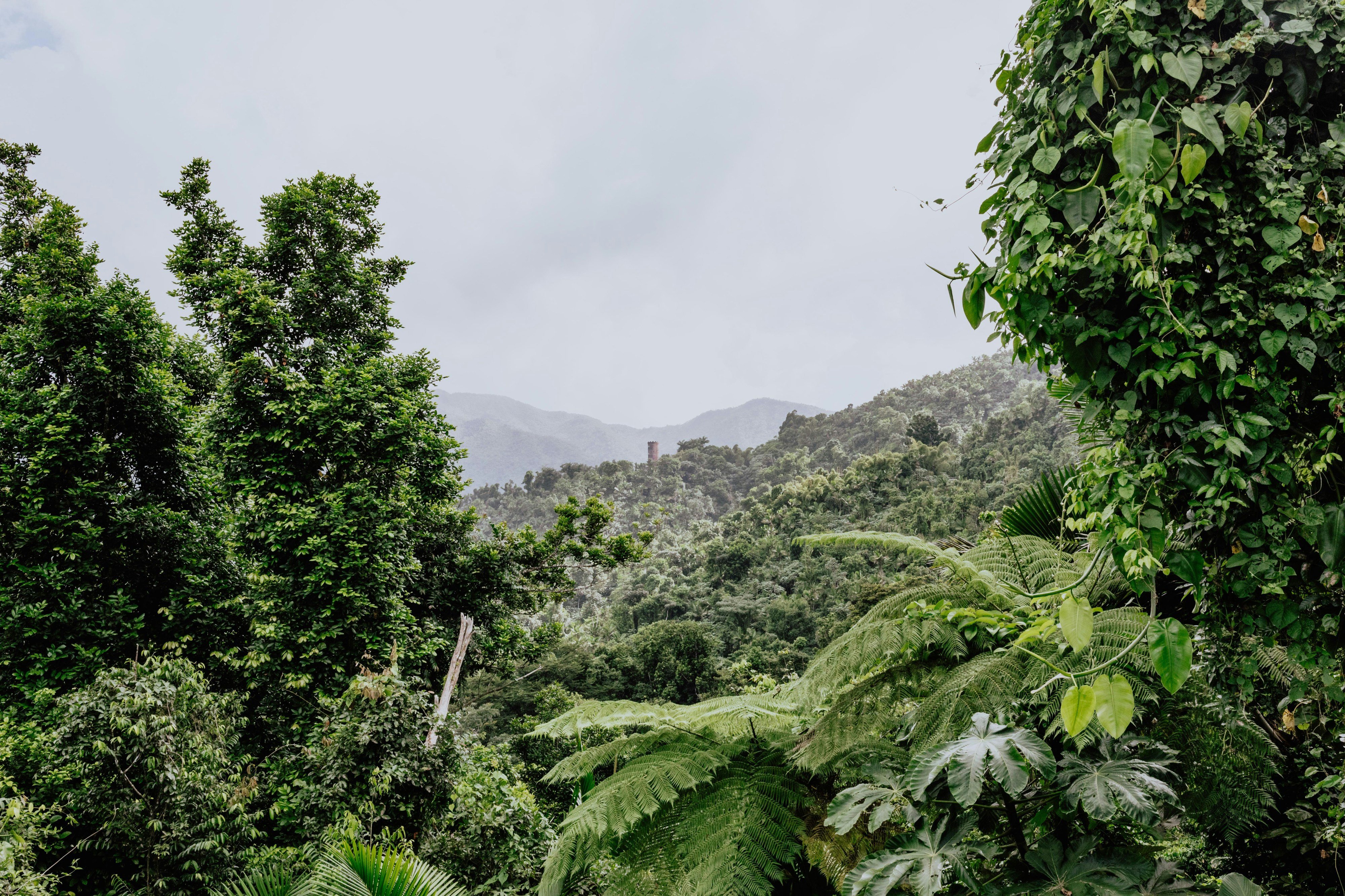 El Yunque El Yunque
