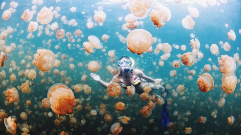 Experiências. 9 sítios onde pode nadar com porcos, tubarões, lontras ou medusas
