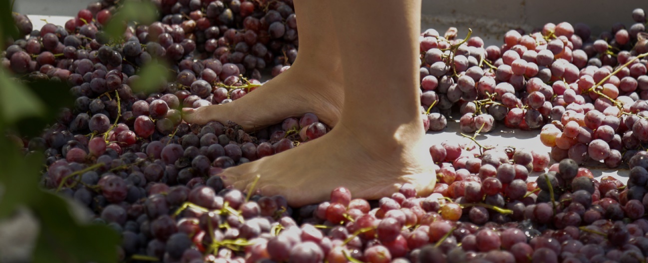 5 programas de vindimas para pôr o pé nas uvas (e ter o merecido descanso num hotel)