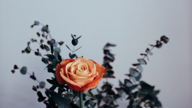 Livro. Como é ter uma relação amorosa com pessoas de cada um dos signos