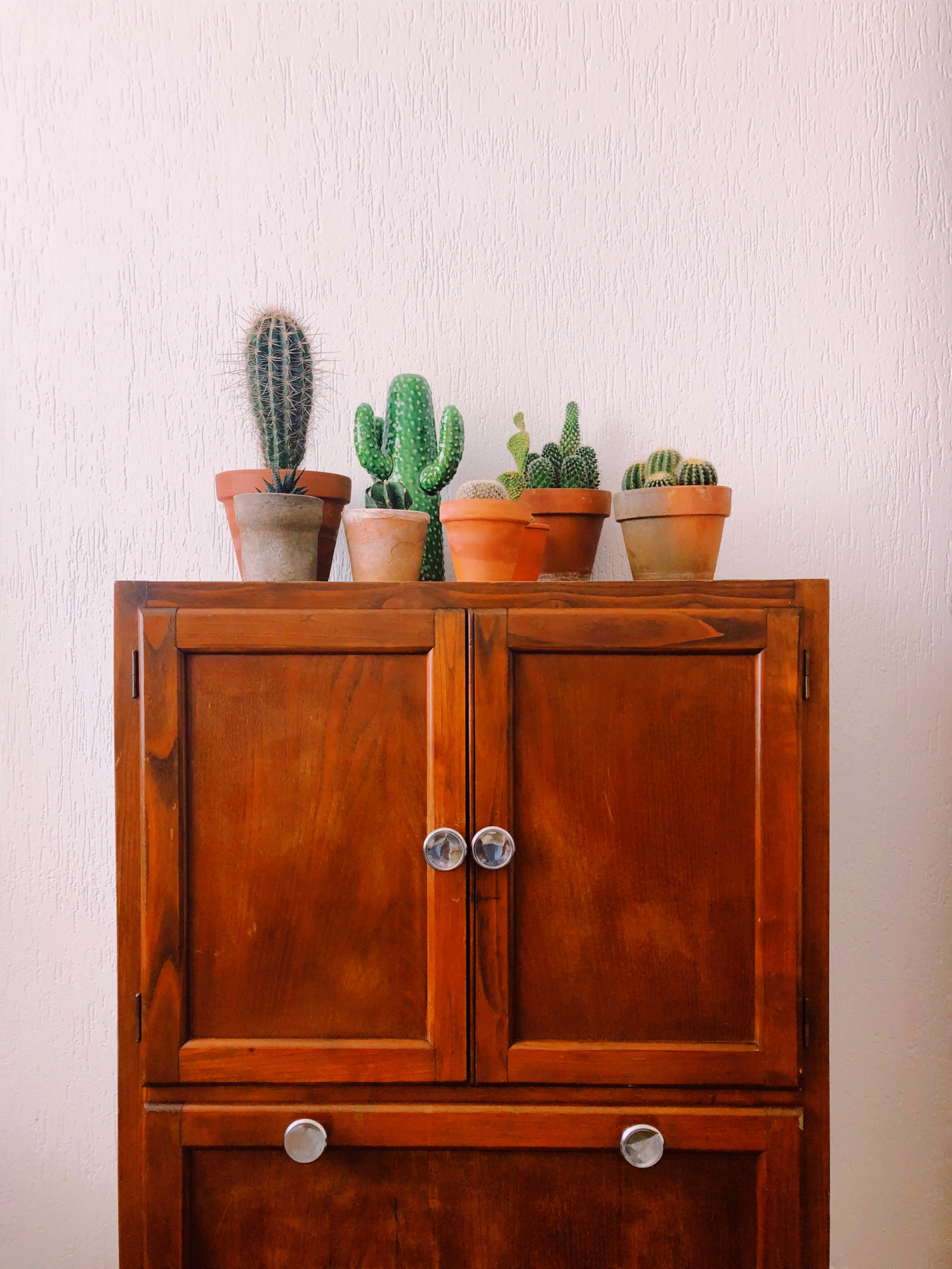 Sabia que há alturas do ano em que não deve regar os catos? 6 dicas sobre catos e suculentas