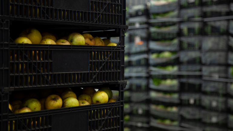 Só no ano passado o Banco Alimentar recebeu três mil toneladas de fruta que, de outra forma, acabariam desperdiçadas