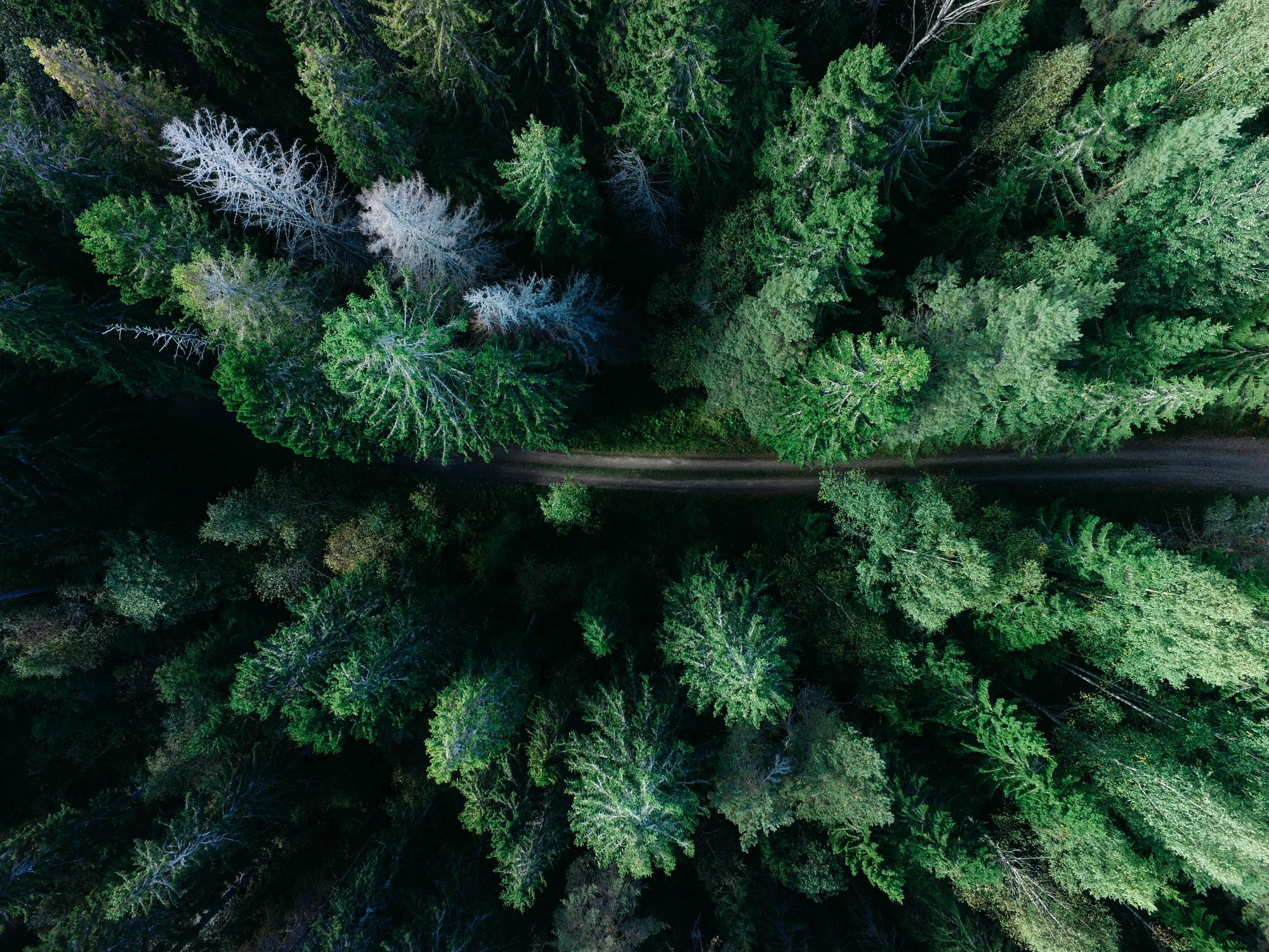 Alerta verde. 5 documentários perfeitos para quem quer ser amigo da Terra
