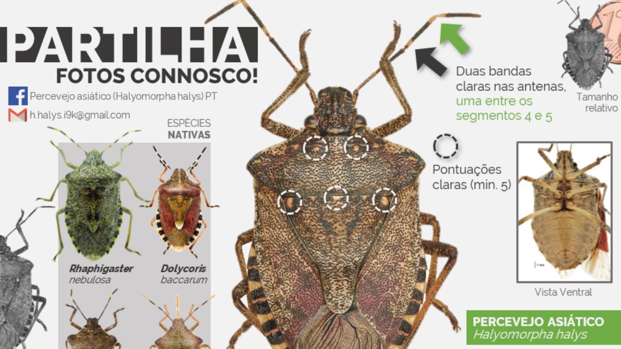 Publicação de Facebook para ilustrar a constituição do percevejo asiático 