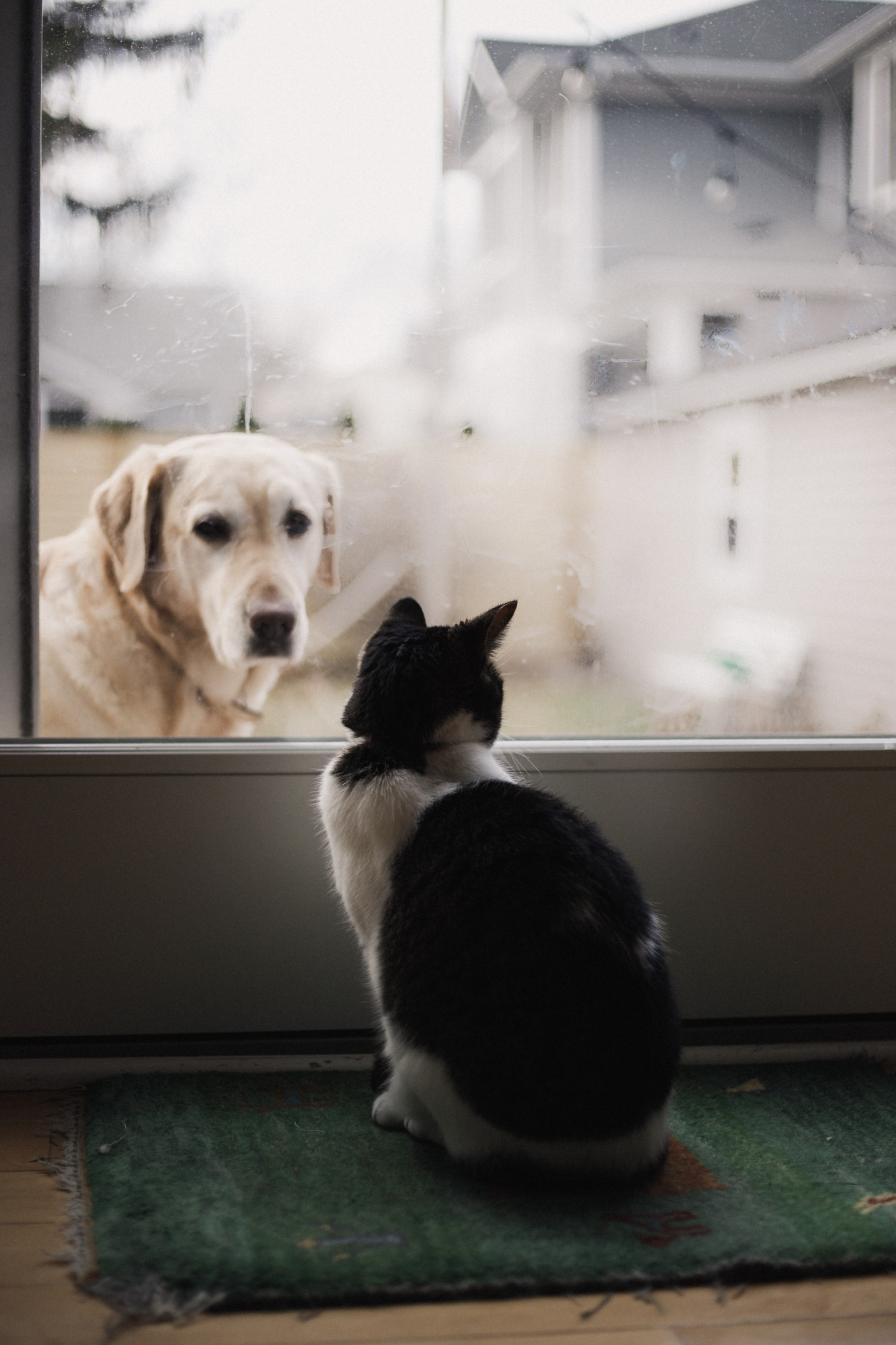 12 coisas em que deve pensar antes de adotar um cão ou um gato