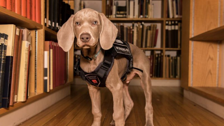 9 trabalhos curiosos que não sabíamos que os cães podiam ter