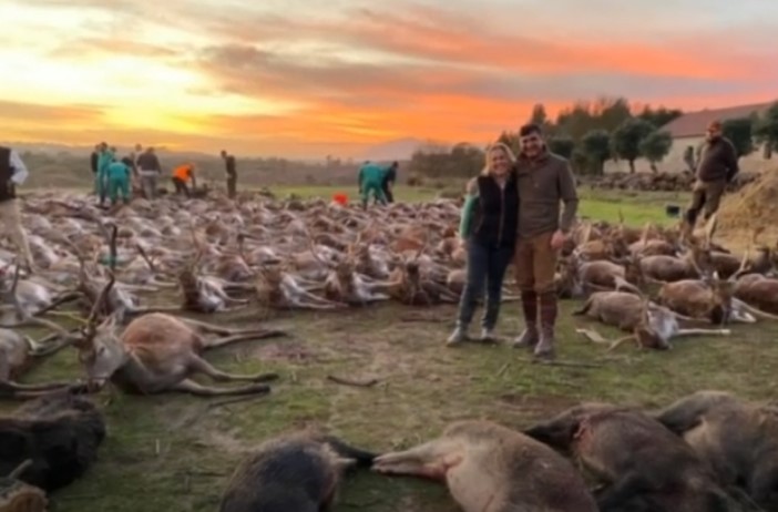 Abate de animais na Azambuja. Caçada foi organizada por empresa espanhola