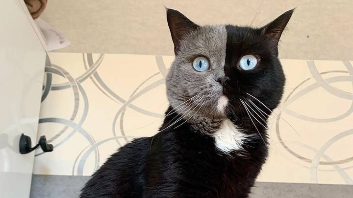 Narnia. O gato de duas cores que conquistou a internet teve dois filhotes, um de cada cor (tem de ver as fotos)