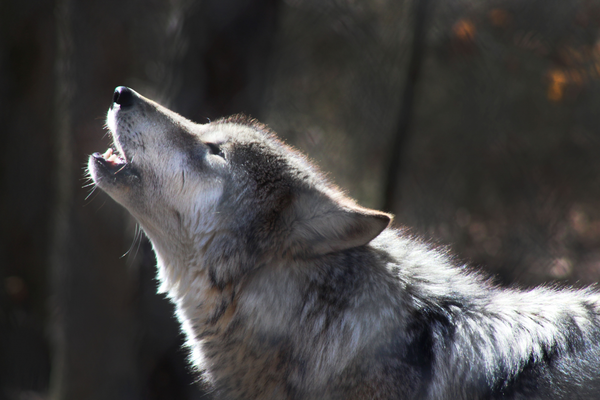 Foi encontrada uma cabeça de lobo na Sibéria com 40 mil anos