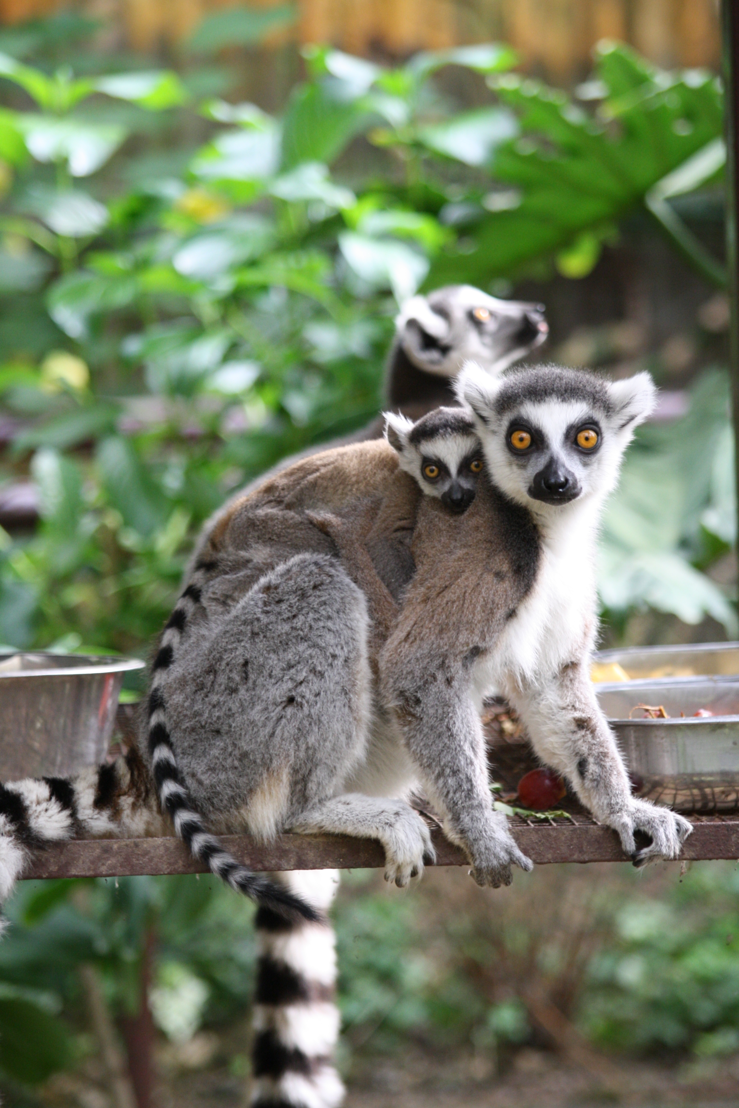 A porta da casa dos lémures está aberta. É o “Mundo Tropical” do Zoo Santo Inácio
