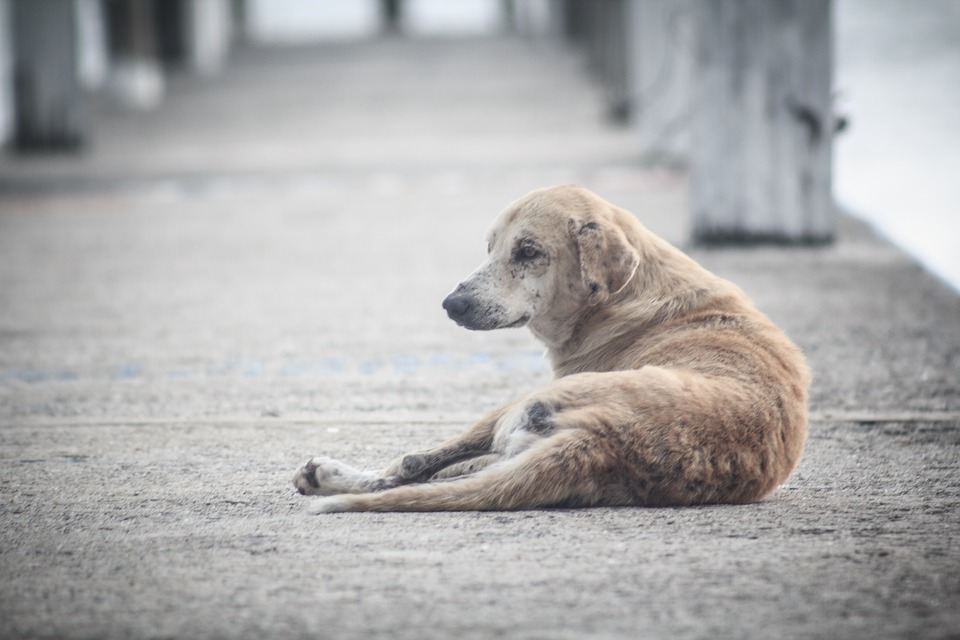 Cães de rua em Cabo Verde. Recolhidos e abatidos por eletrocussão na lixeira