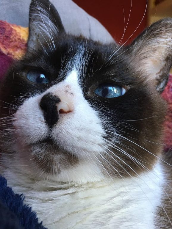 Dia Mundial dos Gatos. Eu adoro gatos, ela odeia-os