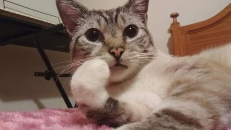 Na página de Facebook Adopção de gatos Fiv/FeLV Portugal, pode encontrar a publicação sobre a história do Noah