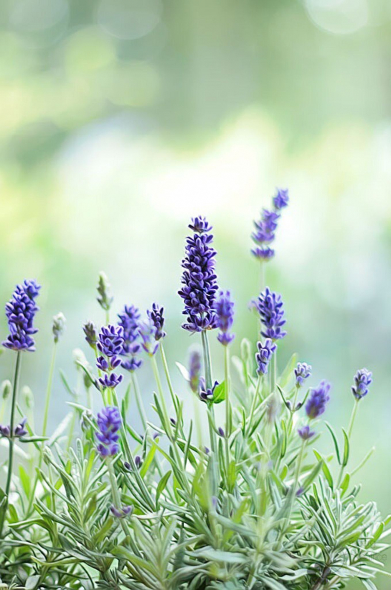 5 razões que fazem da lavanda a maior aliada da sua pele