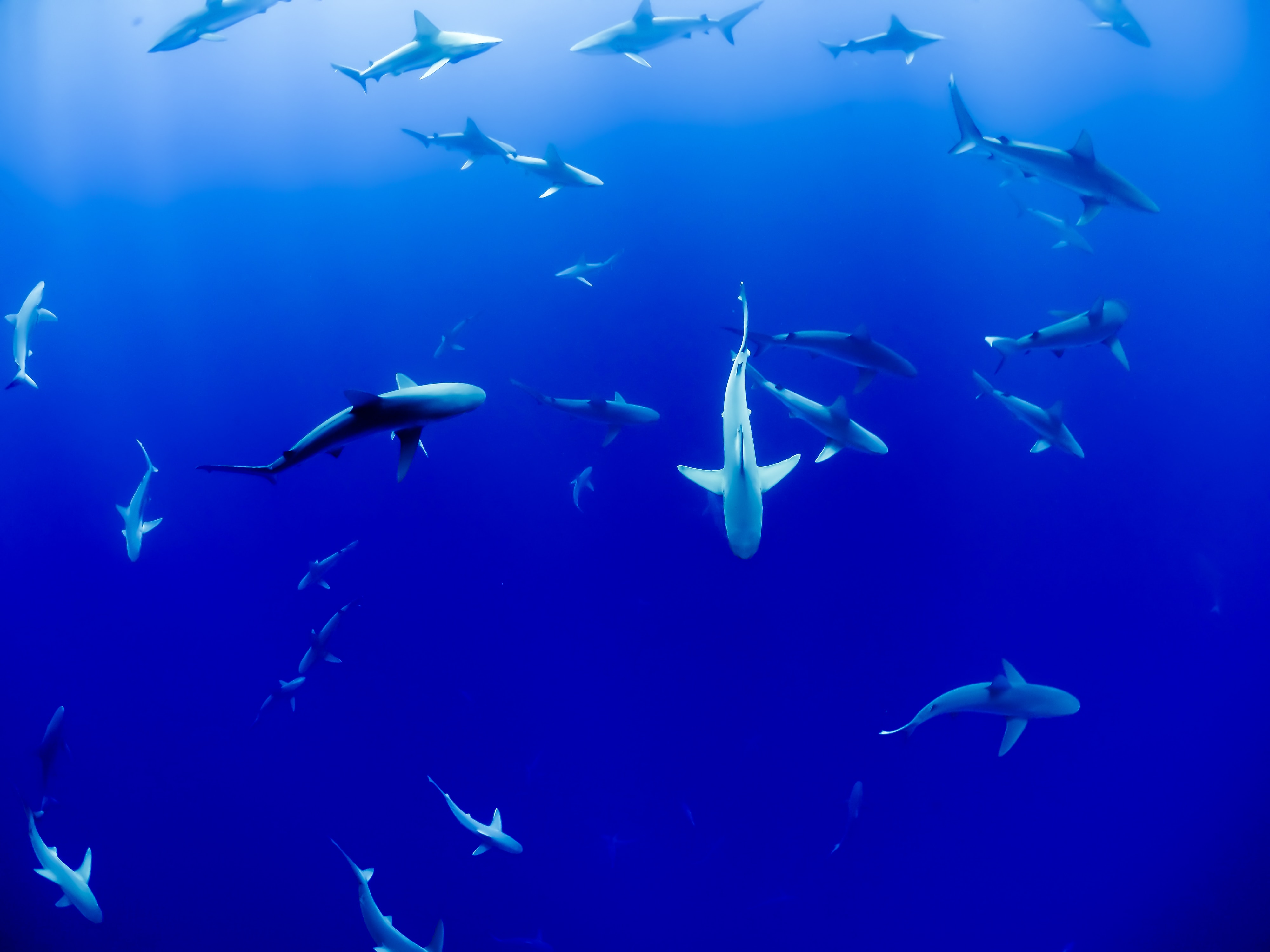 As alterações climáticas estão a deixar os oceanos sem oxigénio