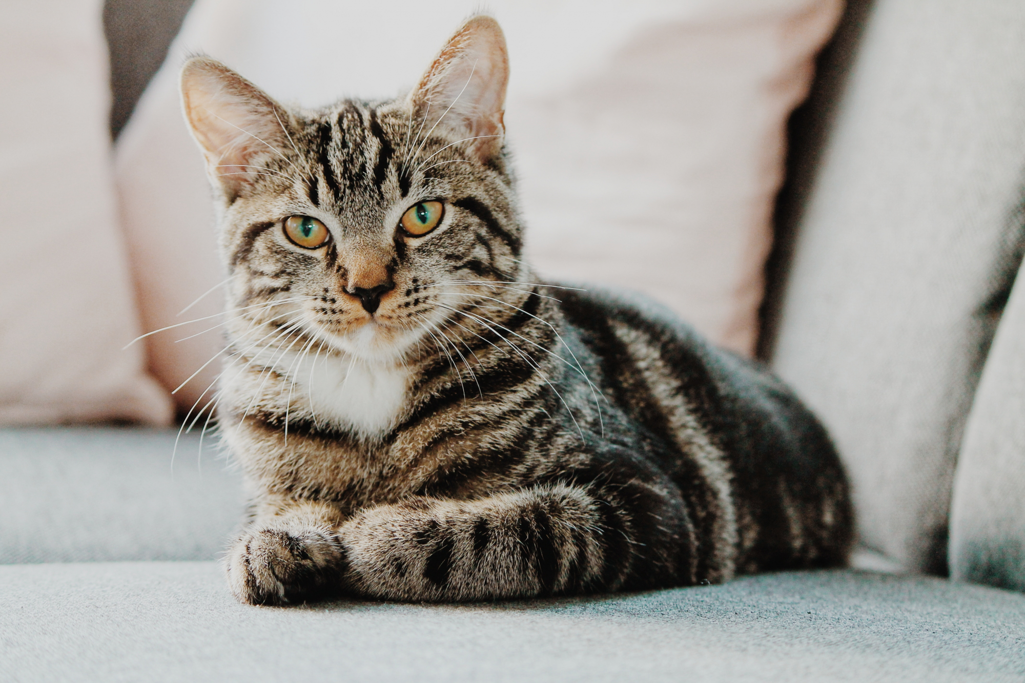 Sabe qual é o maior erro que pode cometer com um gato?