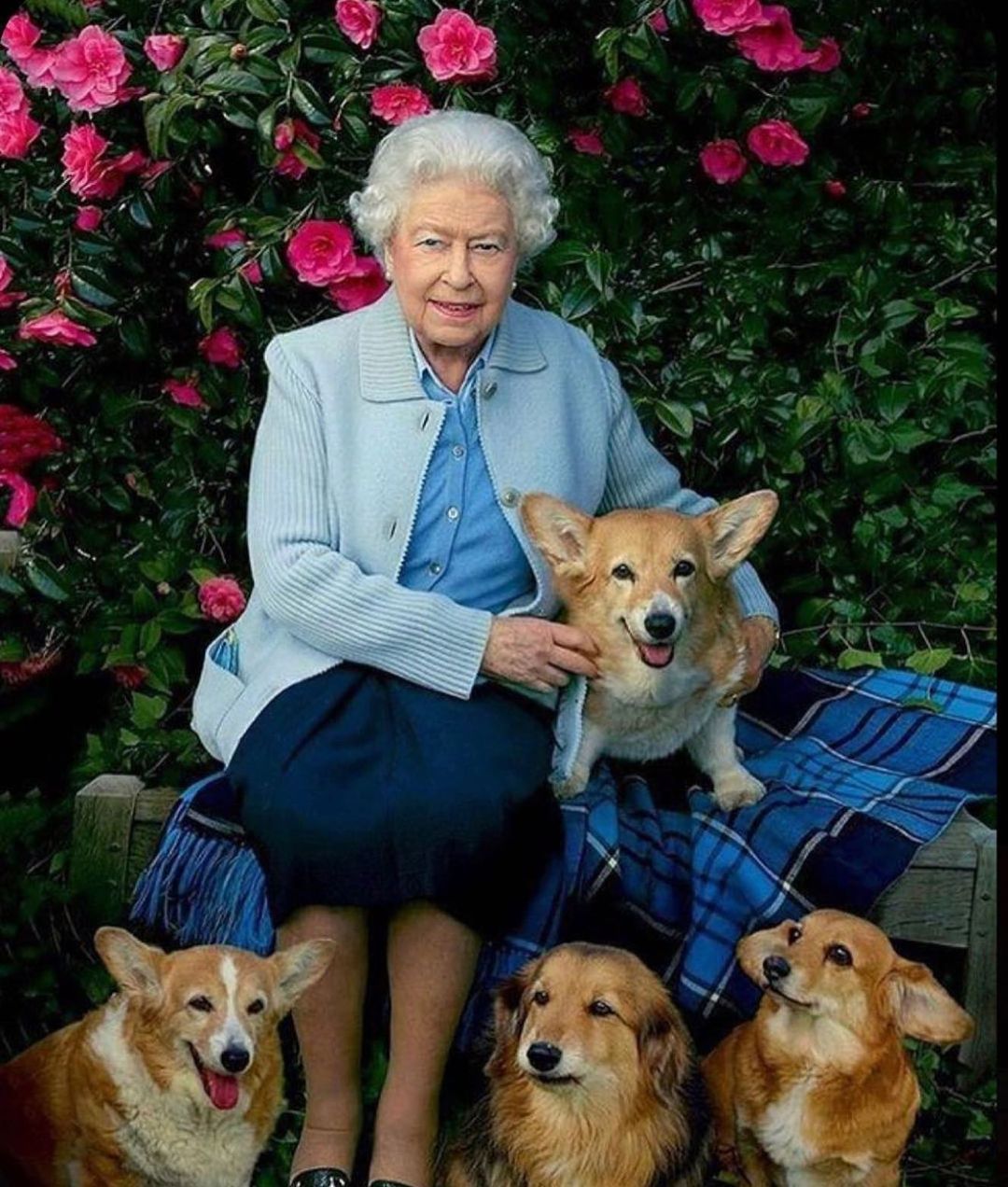 Muick, Sandy, Candy e Lizzie. O que vai acontecer aos cães da rainha Isabel II?