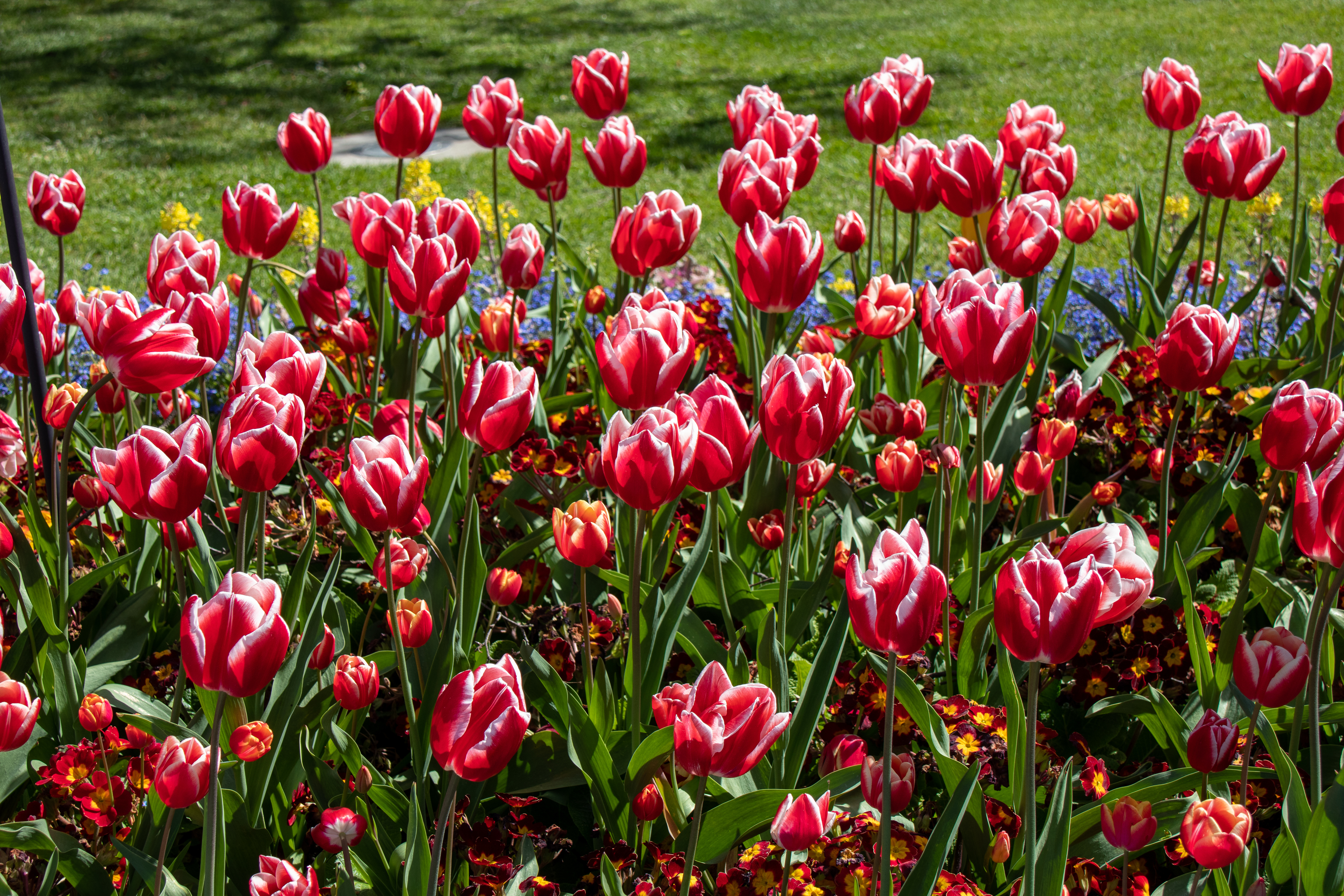 Christchurch. Passeios pela cidade harmoniosa