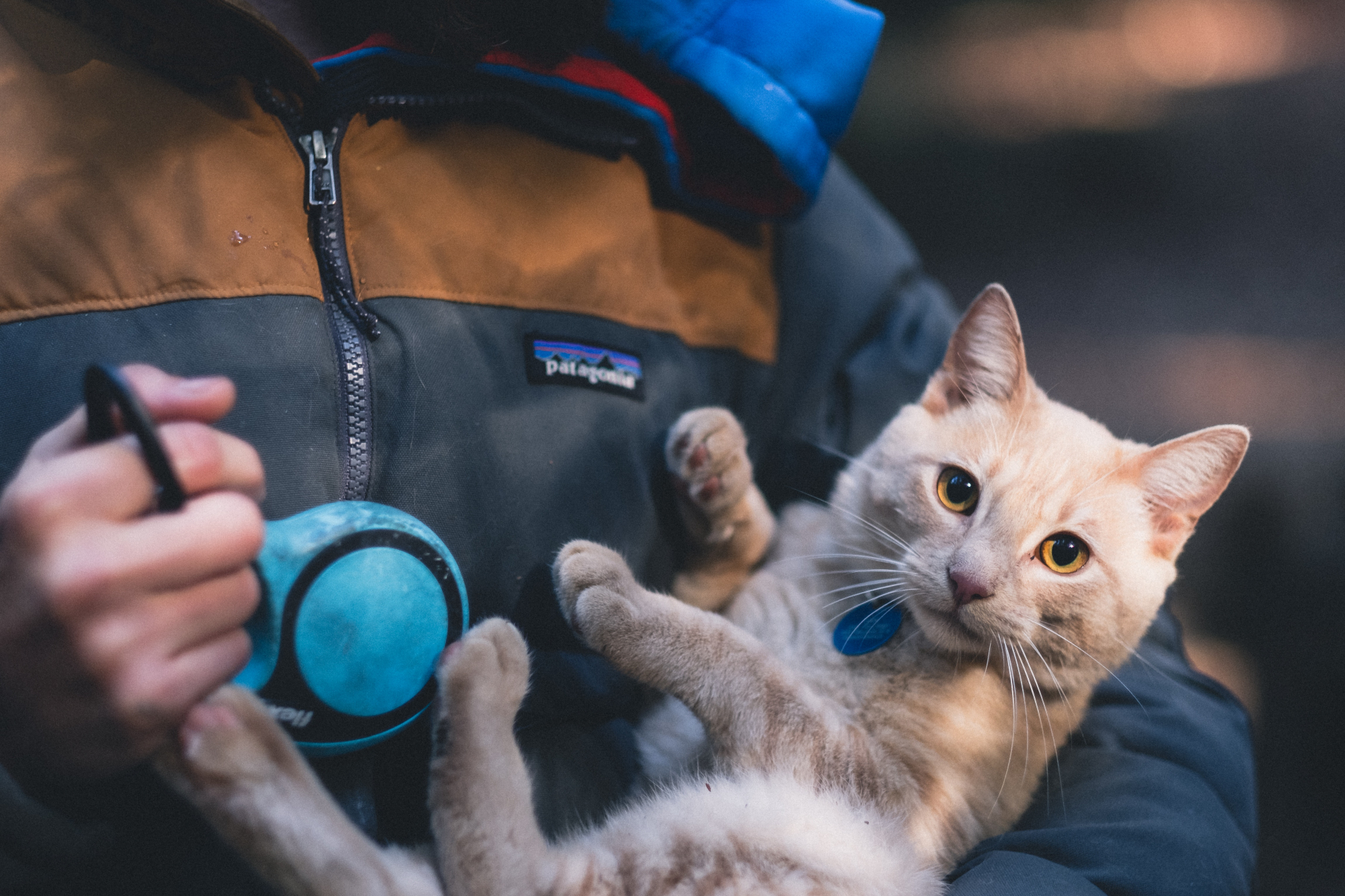 Cuidados com os animais no inverno. “O que temos mais são casos de gatos queimados”