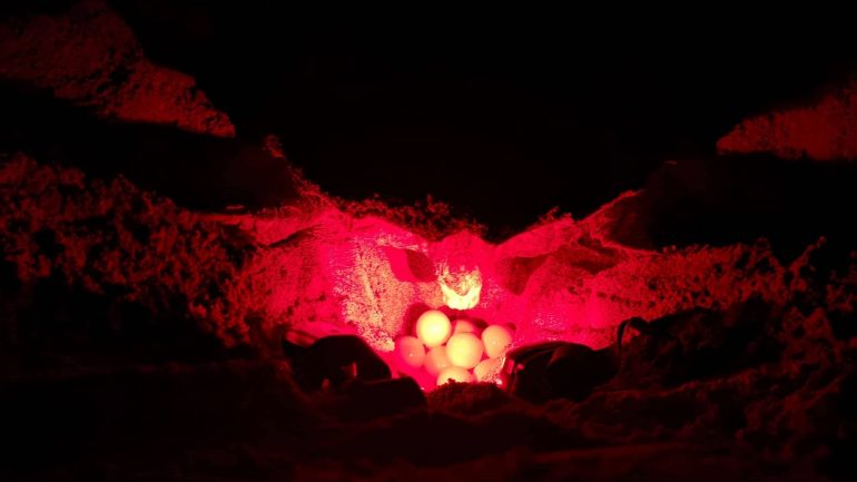 Uma tartaruga a desovar