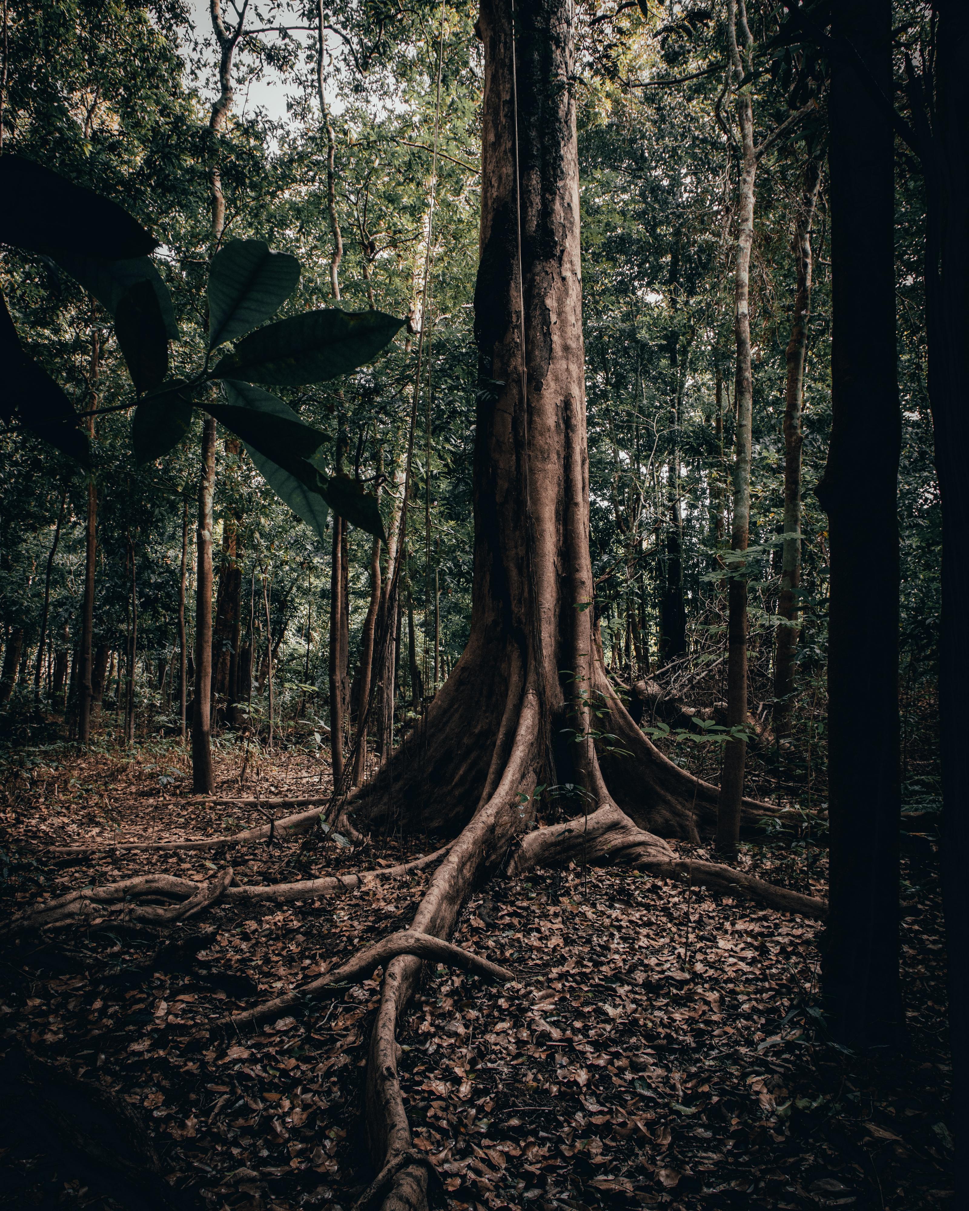 Estudo. Investigadores dizem que ecossistemas gigantes podem colapsar em 50 anos