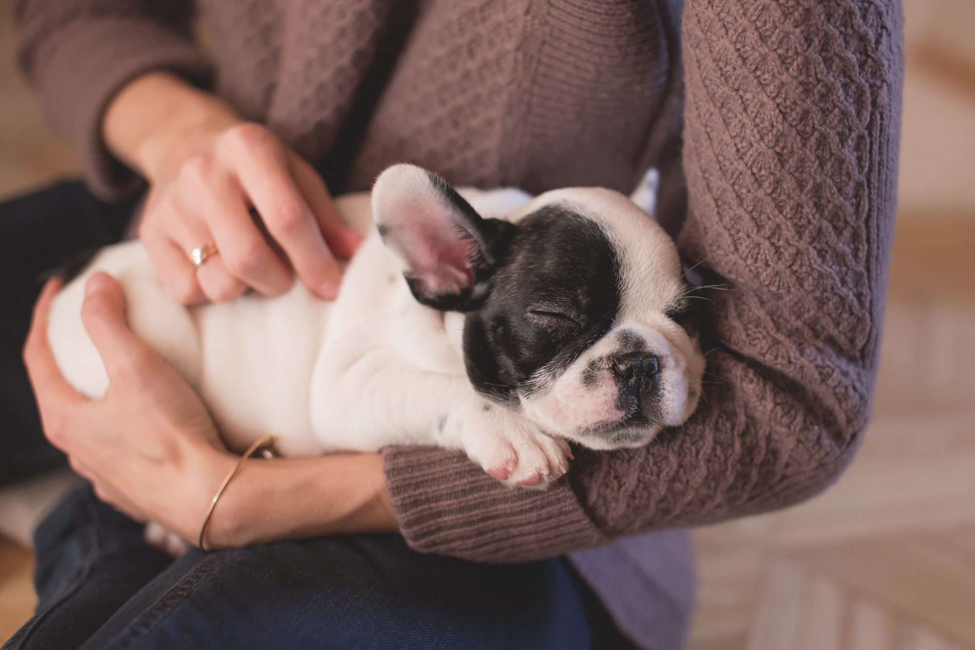 Petappoint. A app gratuita que tira dúvidas sobre a saúde do seu animal de estimação
