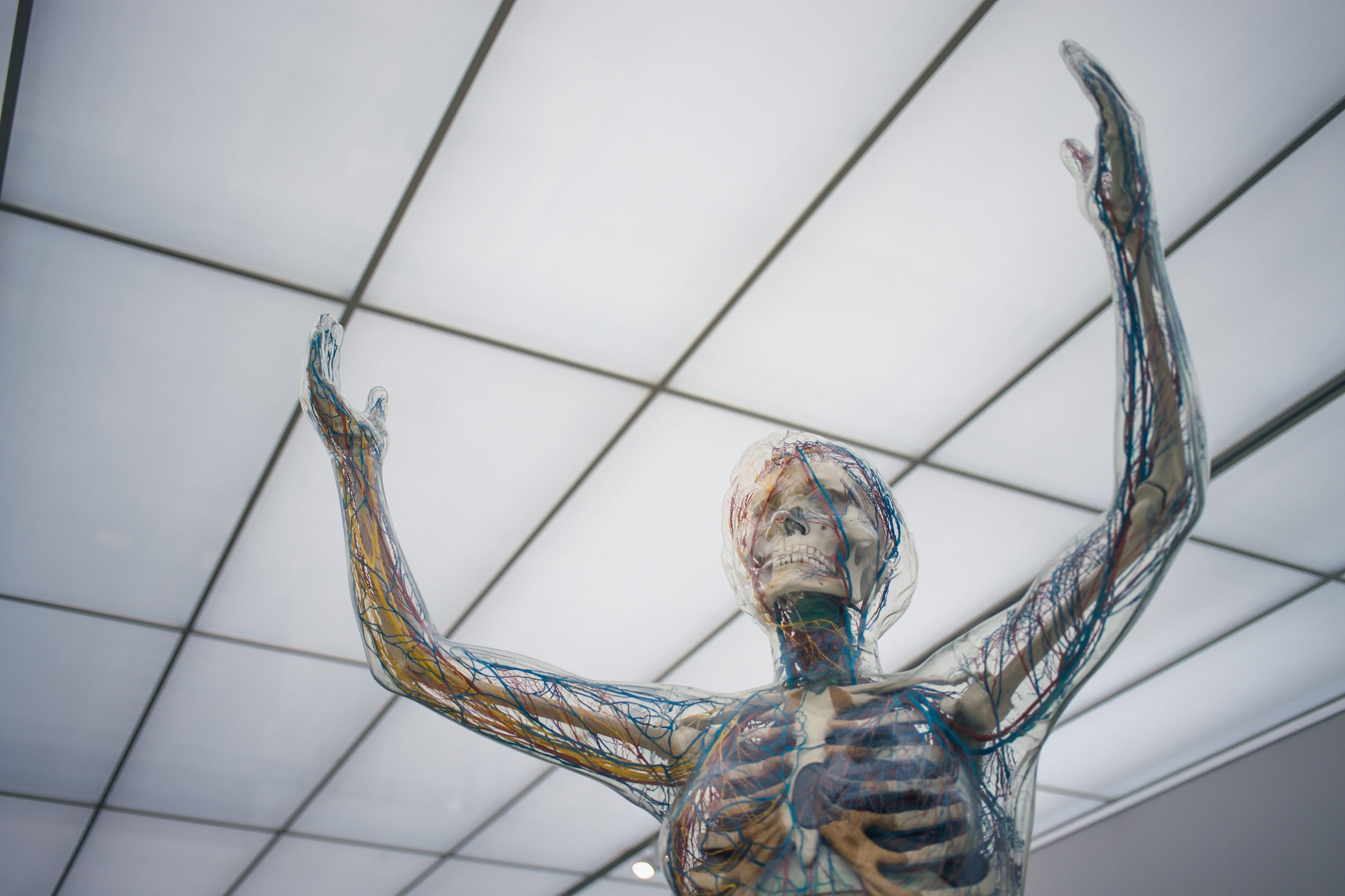 Quiz. Mesmo quem acha que conhece o corpo humano não vai identificar pelo menos 3 destas imagens
