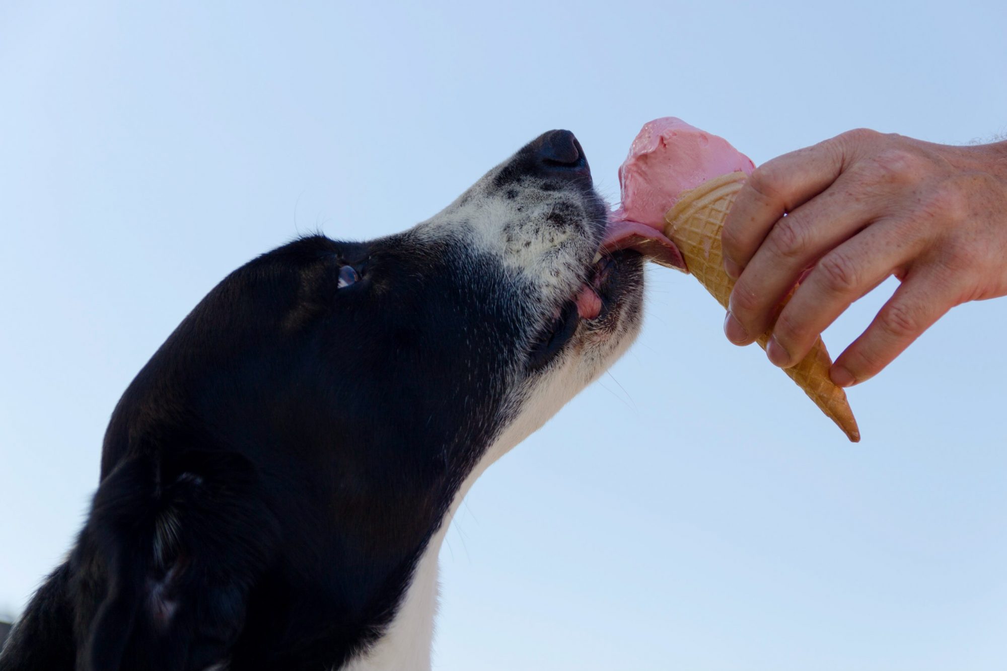 Os alimentos para pessoas que os cães podem realmente comer — e os que não são aconselháveis