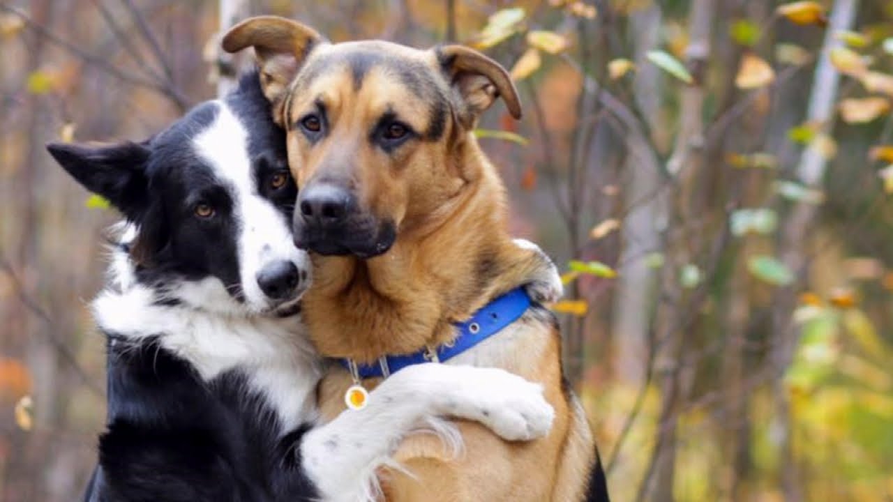 Em 2019 quero apadrinhar um animal