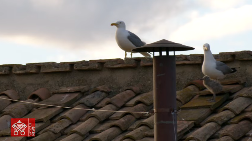 Gaivotas com cria no primeiro dia do conclave, esta quarta-feira, 7 de maio